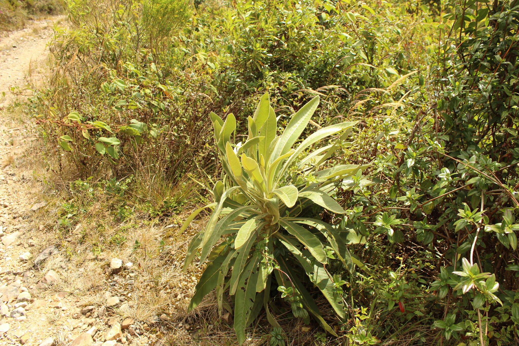 Image of Espeletiopsis pleiochasia (Cuatrec.) J. Cuatrec.