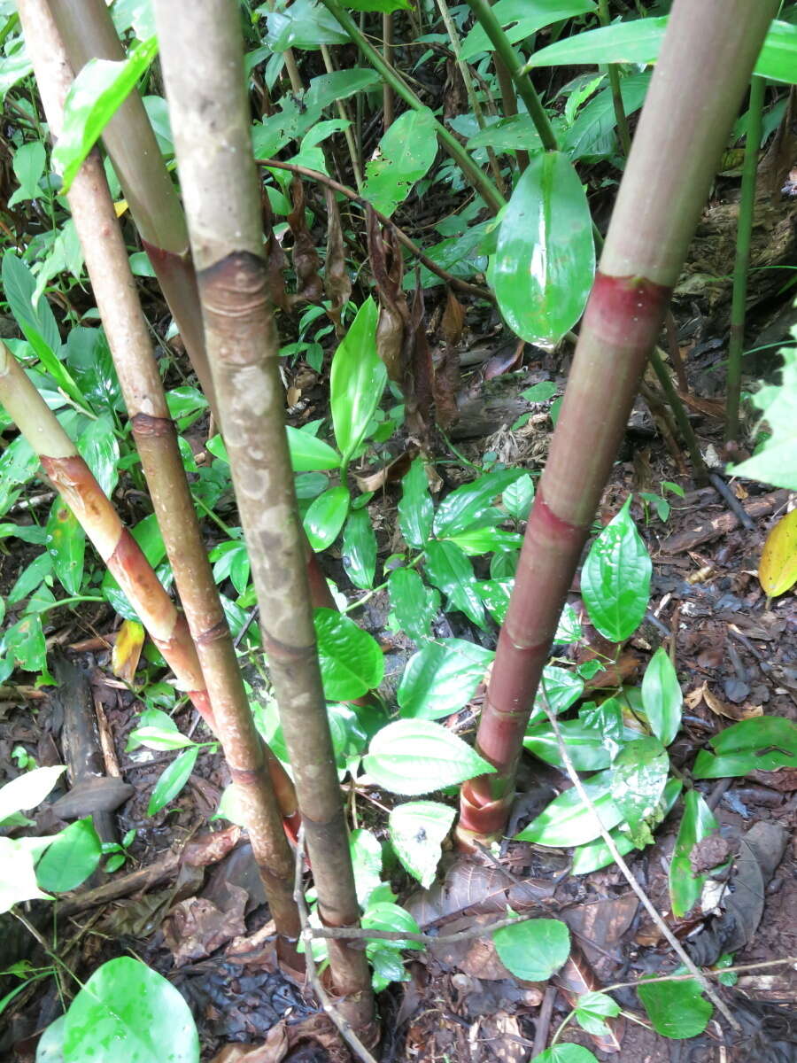 Image of Costus comosus var. bakeri (K. Schum.) Maas