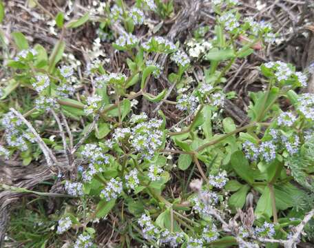 Image of Valerianella costata (Stev.) Betcke