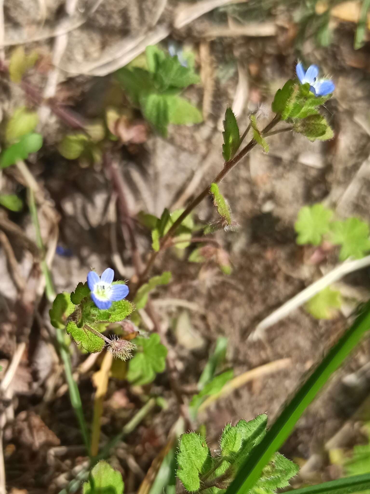 Veronica opaca Fries的圖片