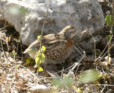 Image of Madagascan Buttonquail