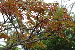 Image of Sorbus randaiensis (Hayata) Koidz.