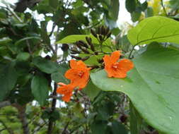 Image de Cordia sebestena L.