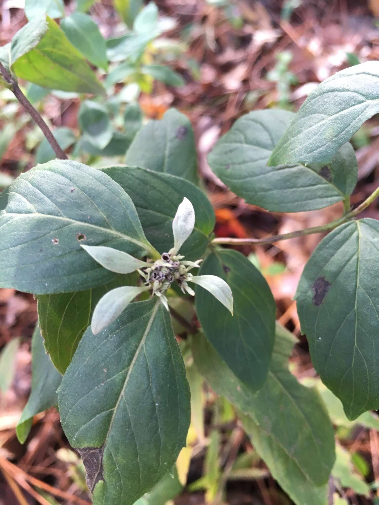 صورة Pycnanthemum floridanum E. Grant & Epling