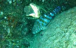 Image of Giant Hawkfish