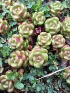 صورة Sedum oreganum Nutt. ex Torr. & Gray