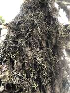 Image of duplicate tube lichen