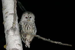 Image of Barred Owl