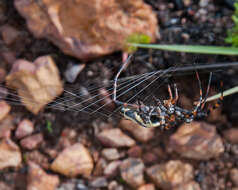 Image of Argiope australis (Walckenaer 1805)