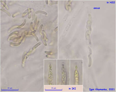 Plancia ëd Diatrype stigma (Hoffm.) Fr. 1849