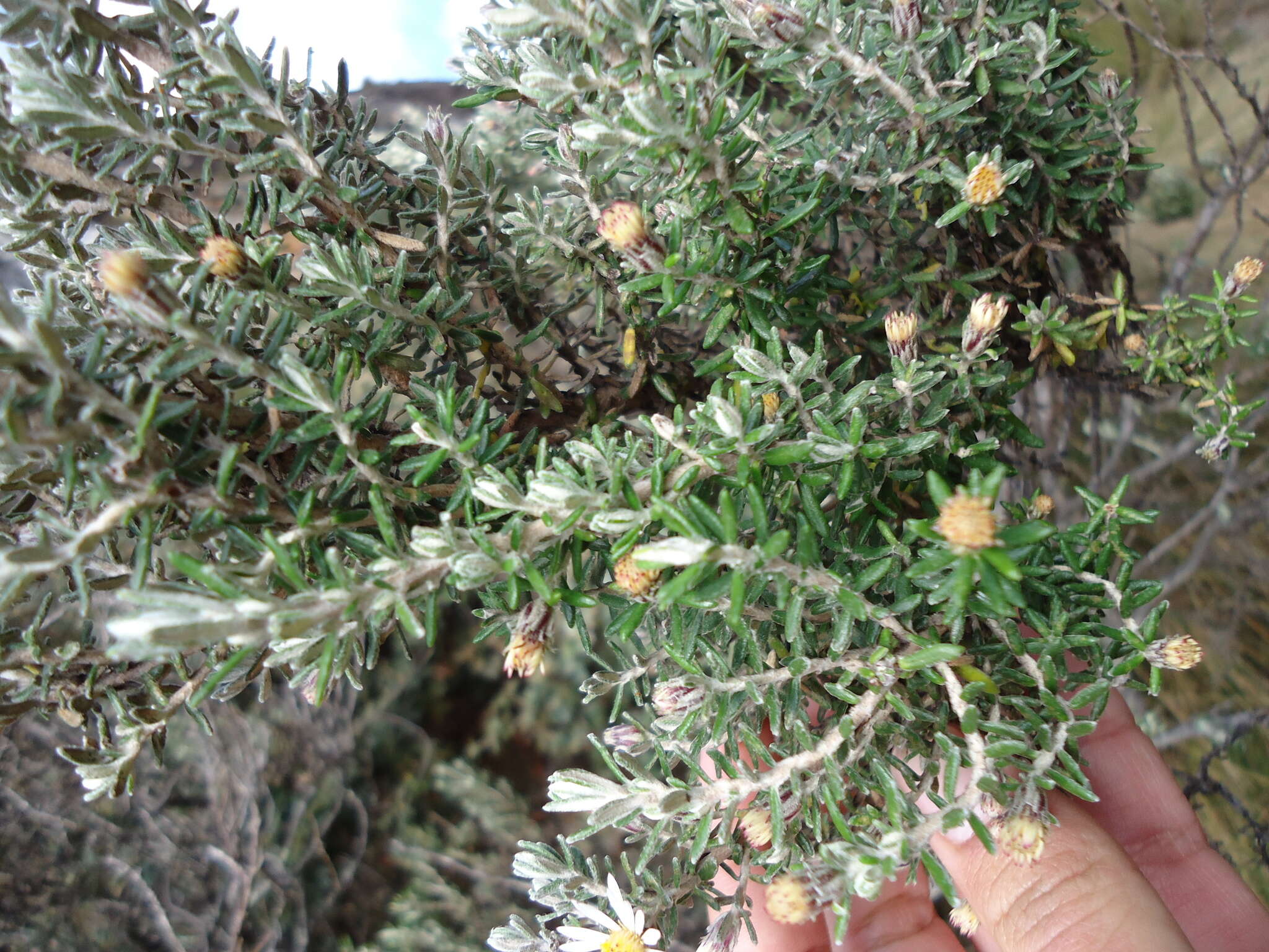 Image of Diplostephium ericoides (Lam.) Cabrera