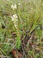 Слика од Stackhousia subterranea W. R. Barker