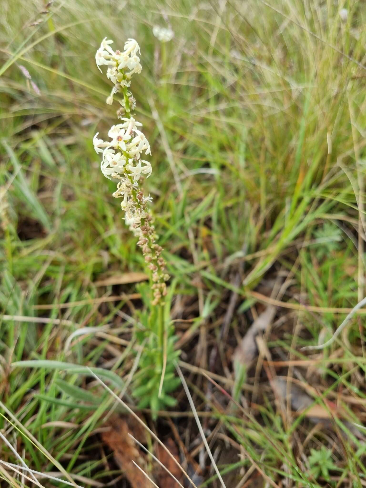 Слика од Stackhousia subterranea W. R. Barker