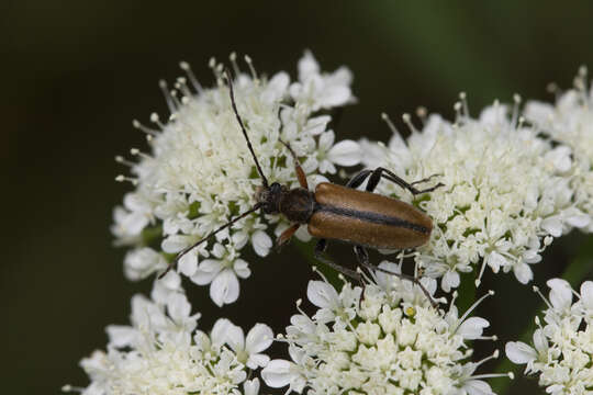 Image of Cortodera flavimana (Waltl 1838)