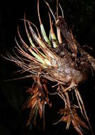 Image of Tillandsia kegeliana Mez