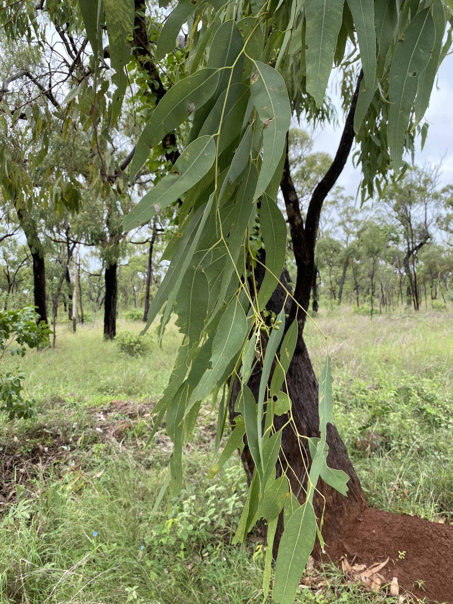 Image de Eucalyptus leptophleba F. Müll.