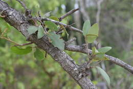 Image of brandegee oak