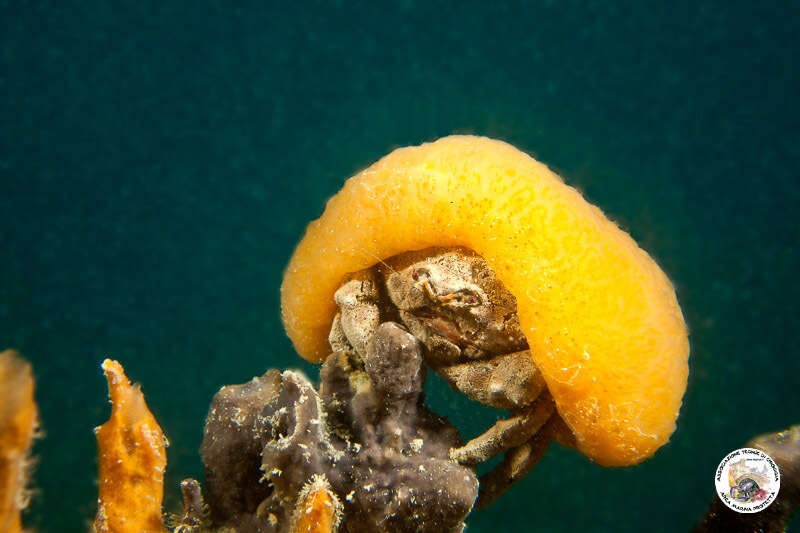 Image of Linnaeus's sponge crab