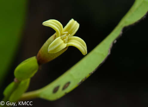 Image de Dicoryphe stipulacea Jaume St.-Hil.