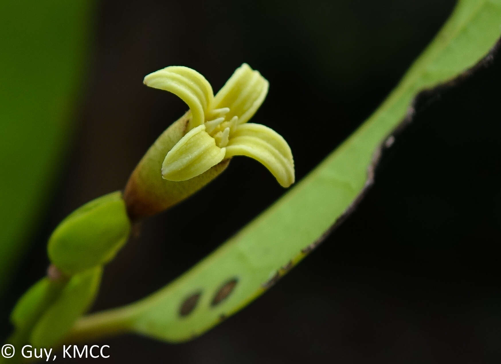 Image of Dicoryphe stipulacea Jaume St.-Hil.