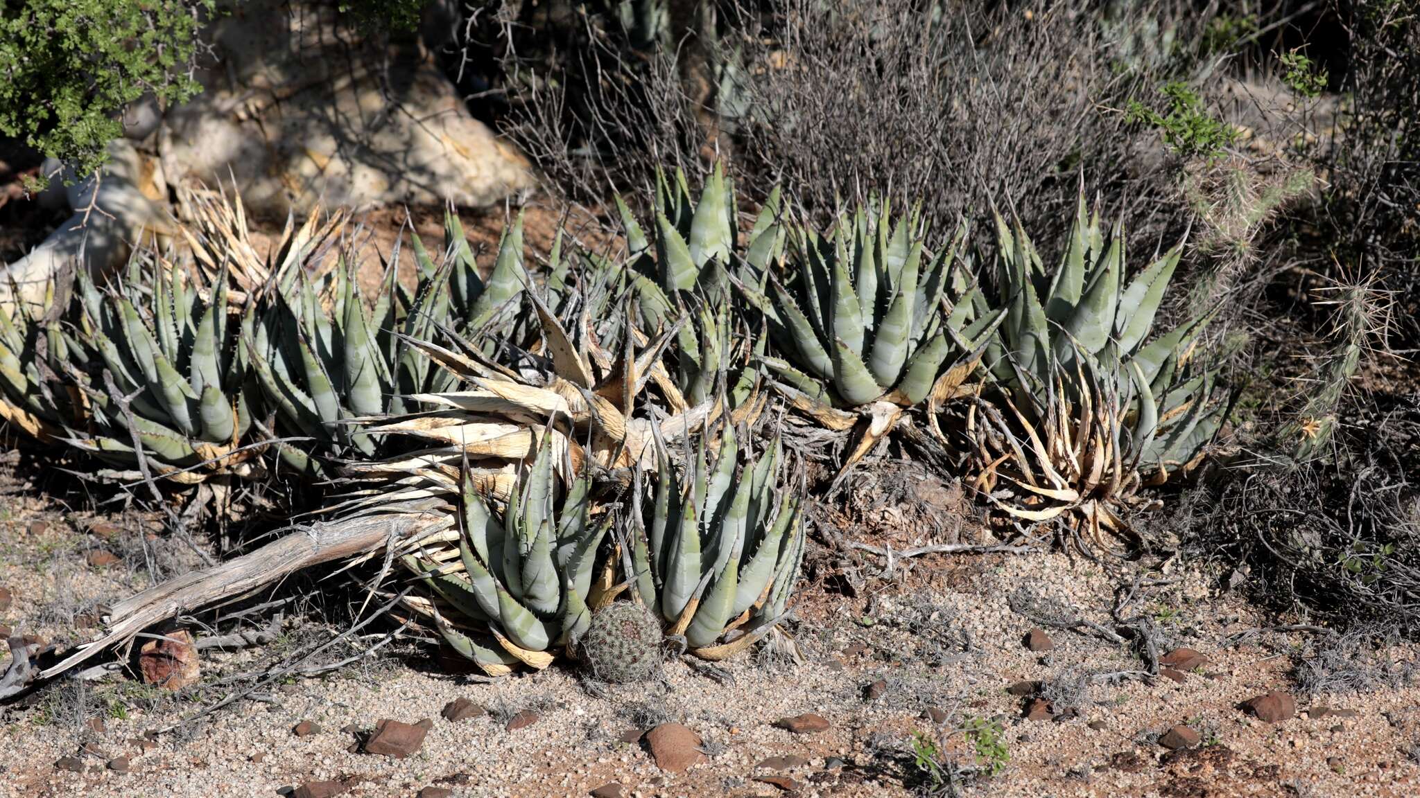 Agave cerulata Trel. resmi