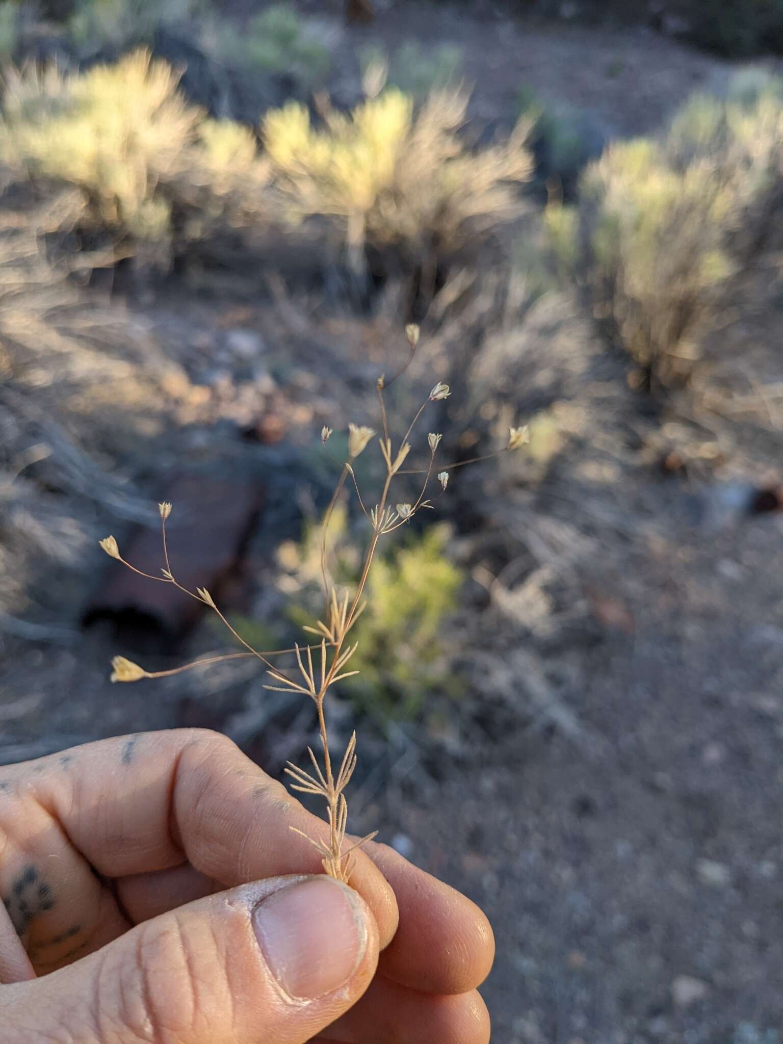 Image of northern linanthus