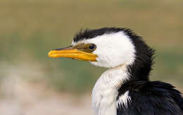 Image of Little Pied Cormorant