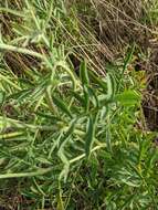 Image of Centaurea collina L.