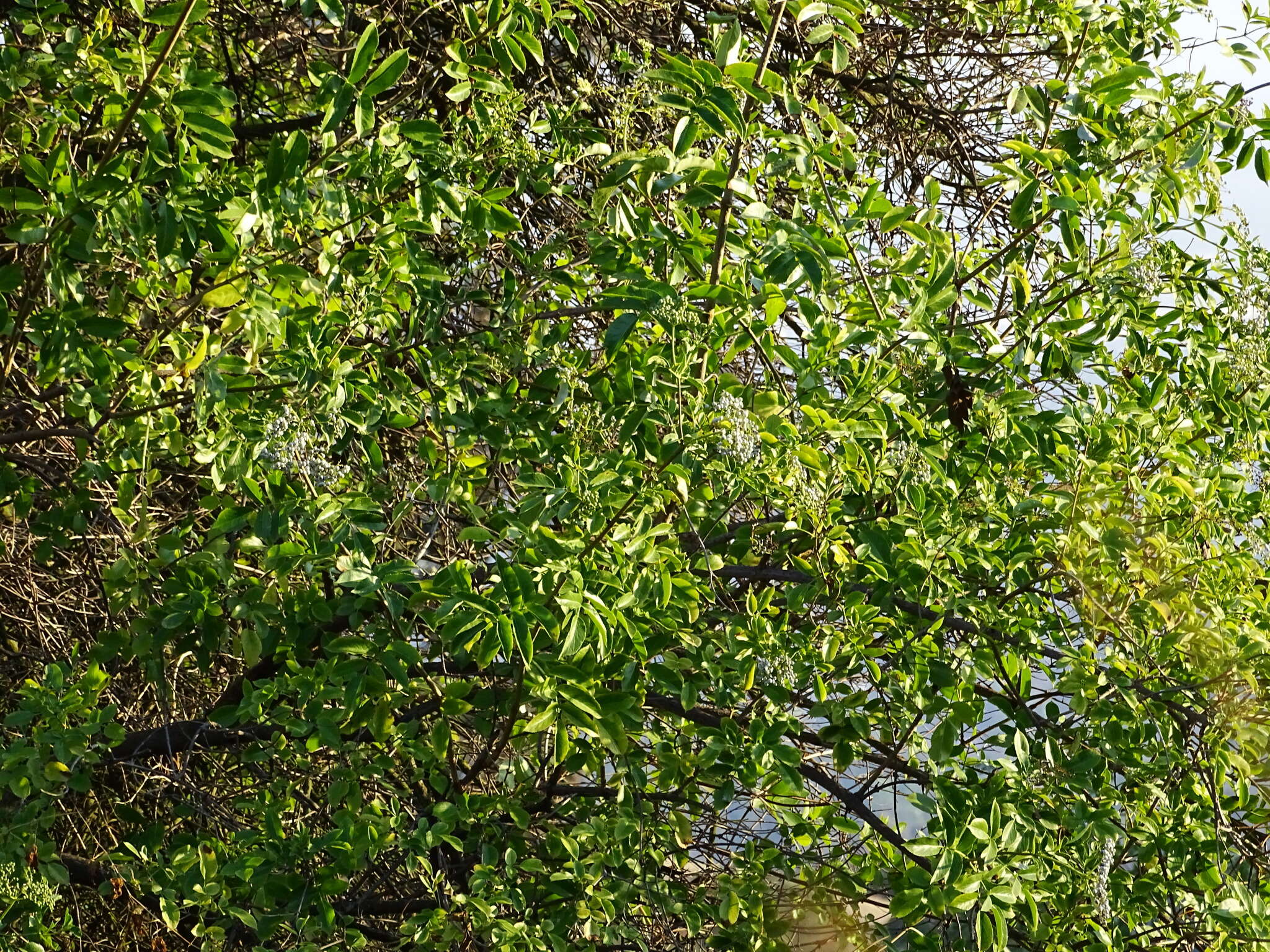 Sivun <i>Sambucus cerulea</i> kuva