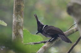 Image of Crested Jay
