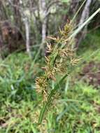 Image of Carex spicatopaniculata Boeckeler ex C. B. Clarke