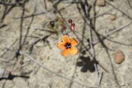 Image of Drosera platystigma Lehm.