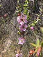 Слика од Leptospermum squarrosum Gaertn.