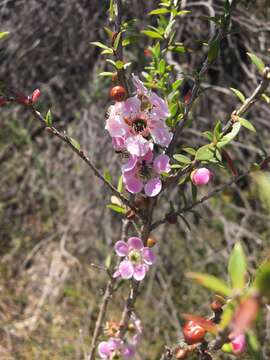 Image of Pink Tea Tree