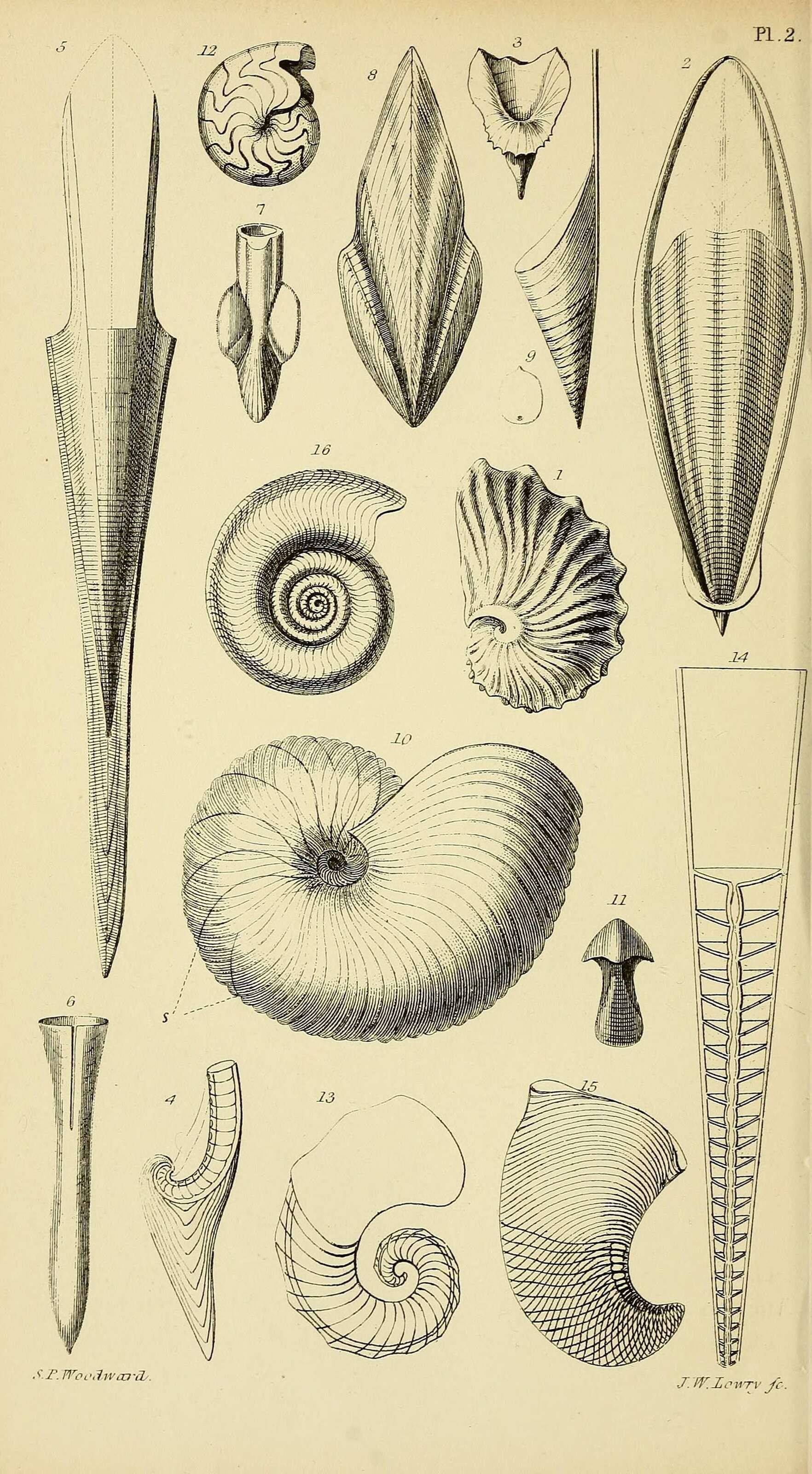 Image of Nautilida Agassiz 1847