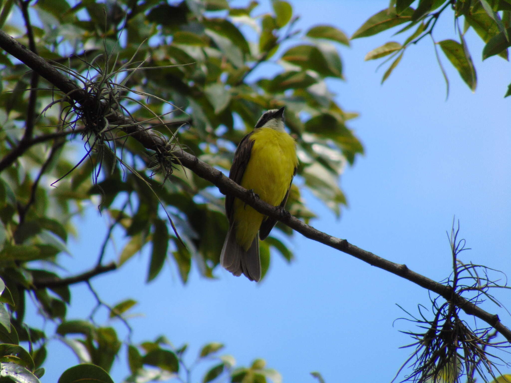 Image of Rusty-margined Flycatcher