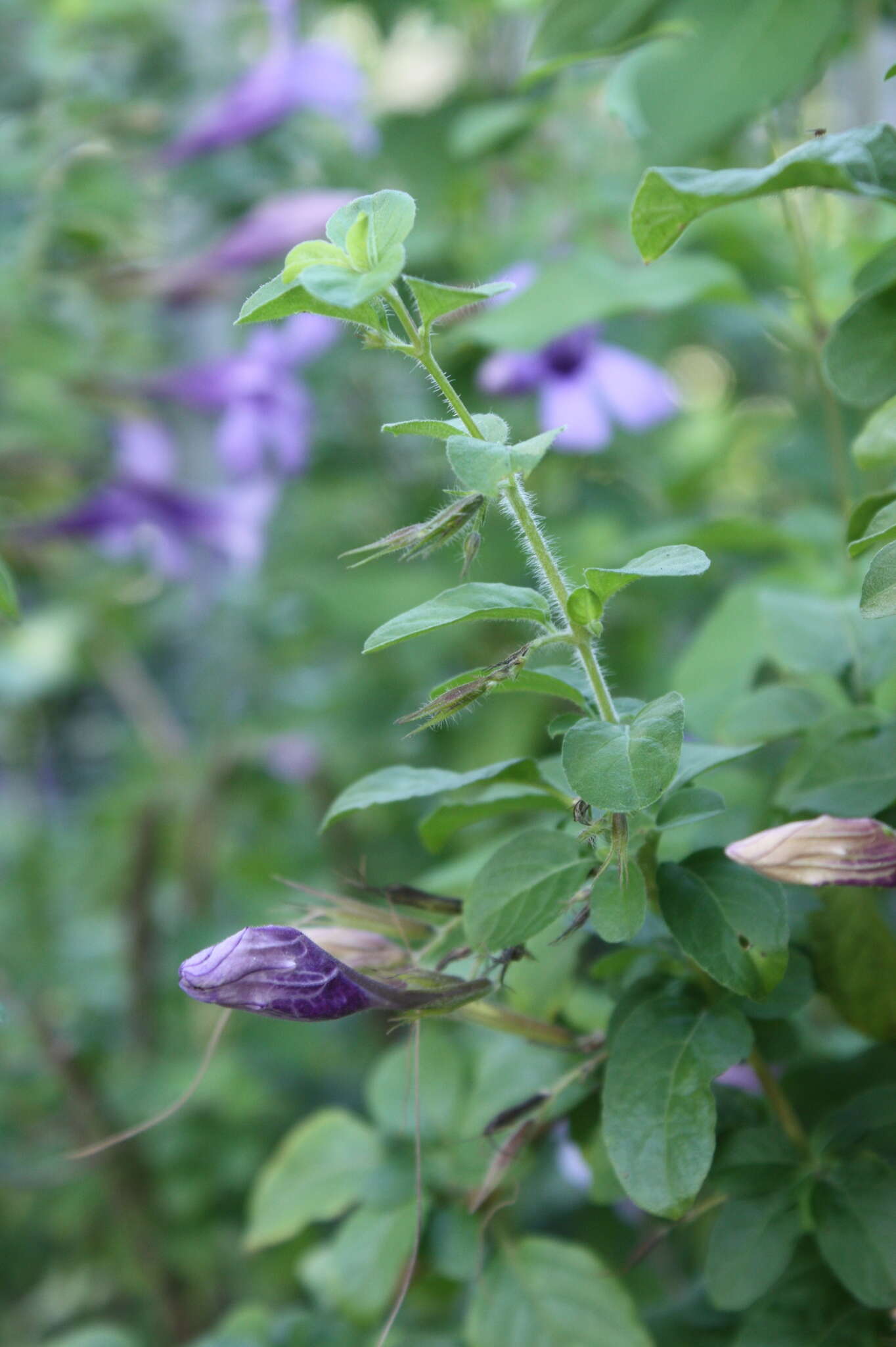 Dyschoriste thunbergiiflora (S. Moore) Lindau的圖片