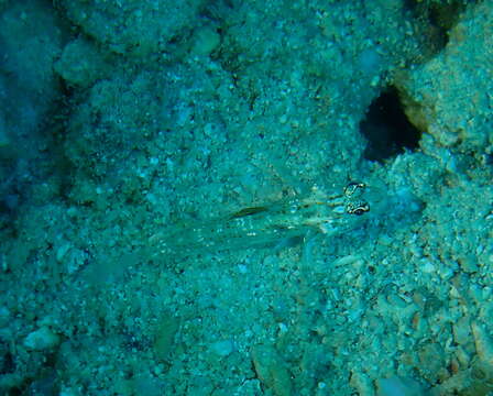 Fusigobius melacron (Randall 2001) resmi