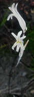 Image of Haworthia chloracantha var. denticulifera (Poelln.) M. B. Bayer