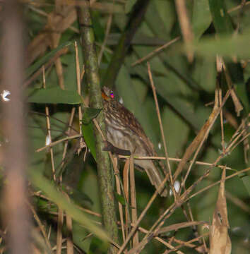 Image of Semicollared Puffbird