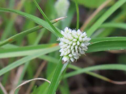 Imagem de Cyperus dubius Rottb.