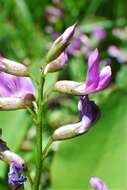 Imagem de Astragalus bourgovii A. Gray