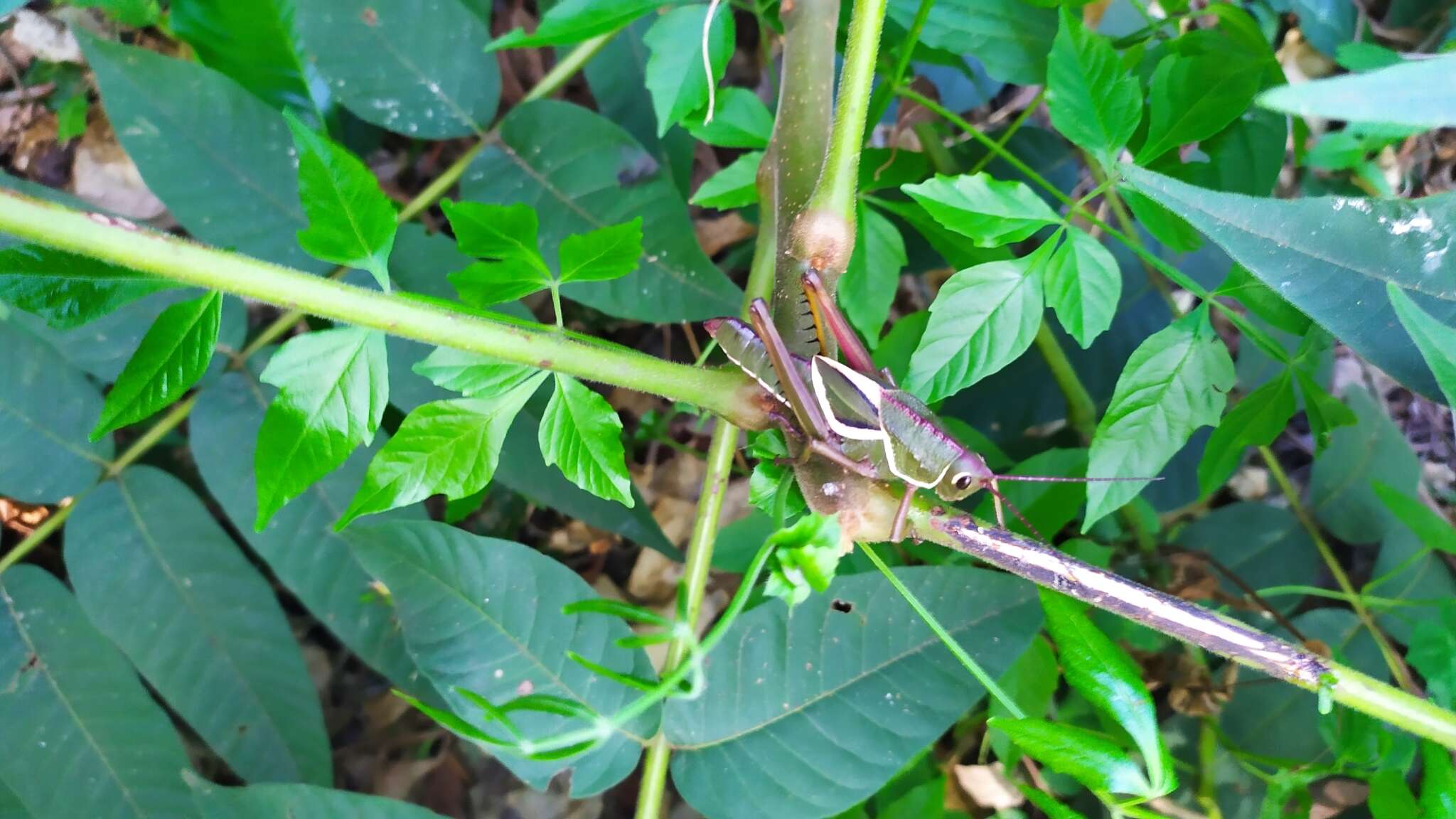 Plancia ëd Staleochlora arcuata iguazuensis Roberts, H. R. & Carbonell 1992