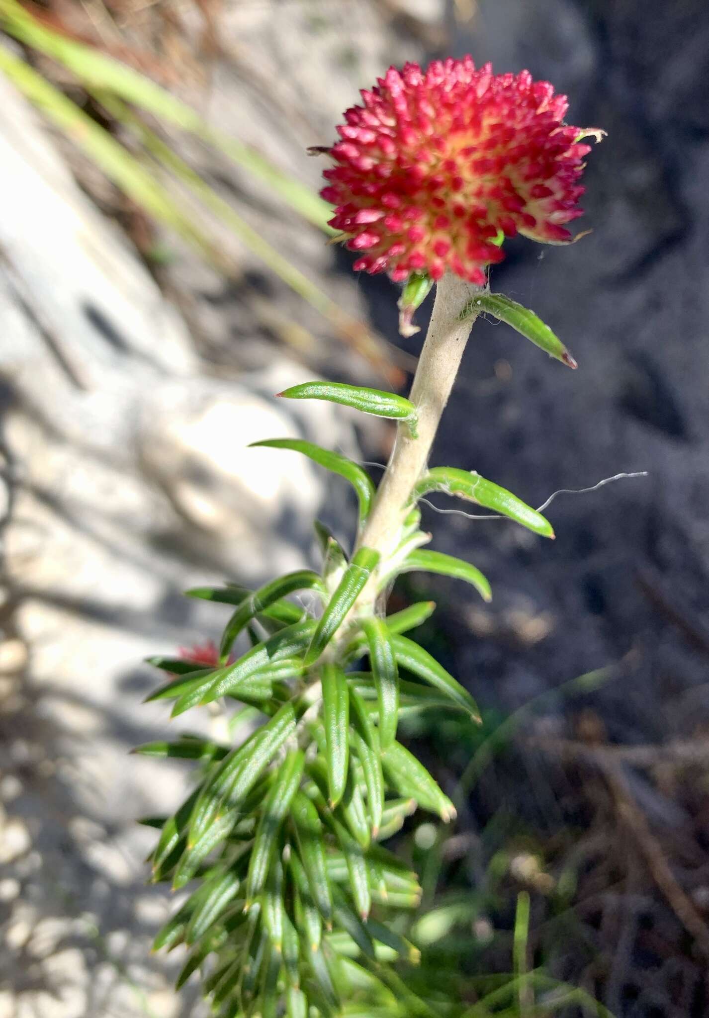 Image of Anaxeton arborescens (L.) Less.