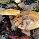 Image of Cortinarius saporatus Britzelm. 1897