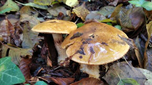 Image of Cortinarius saporatus Britzelm. 1897