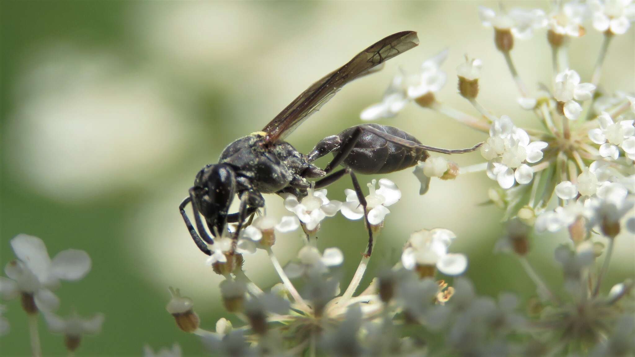 Polybia scutellaris (White 1841)的圖片