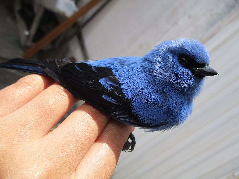 Image of Blue-and-black Tanager