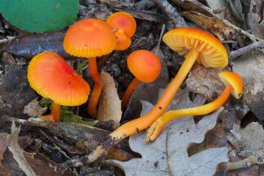 Image of Hygrocybe mucronella (Fr.) P. Karst. 1879