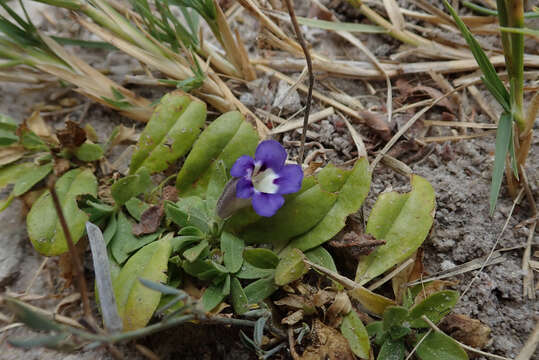 Aptosimum decumbens Schinz resmi